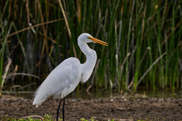 Birds of Chile