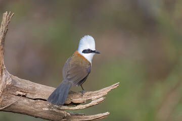 Fototapeta premium White-crested laughingthrush (Garrulax leucolophus) at Pangot, Uttarakhand, India