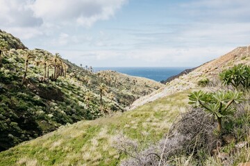 View of the mountains toward the ocean with trees in the foreground, La Gomera, Canary Islands