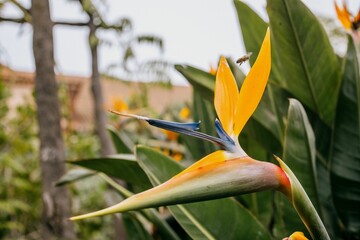 Vibrant bird of paradise flower in full bloom during the day (Strelitzia reginae)