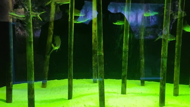 Bala Shark fish or in the Indonesian language "ikan bala" that swim in aquariums decorated with bamboo, these fish are often kept and made as ornamental fish