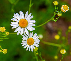 A plant with yellow inflorescences with white petals, with the species name Złocień Proper, commonly found on wastelands in the city of Bialystok in Podlasie, Poland.