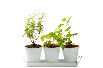 Herbs in a pot. Fresh rosemary, oregano, strawberry and mint in a pot isolated on white background. Fresh fragrant spicy herbs in a saucepan. Recipe.