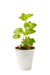Herbs in a pot. Mint seedling in a pot isolated on white background. Fresh fragrant spicy herbs in a saucepan. Recipe. © Avocado_studio