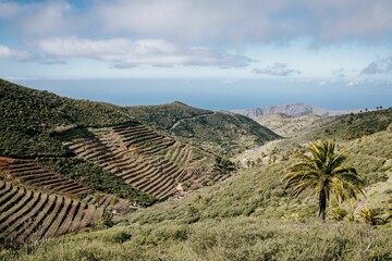 Majestic view of a lush green valley featuring a grand palm tree in the foreground