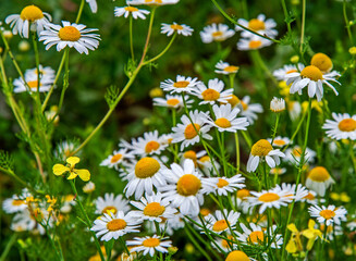 Fototapeta premium A plant with yellow inflorescences with white petals, with the species name Złocień Proper, commonly found on wastelands in the city of Bialystok in Podlasie, Poland.