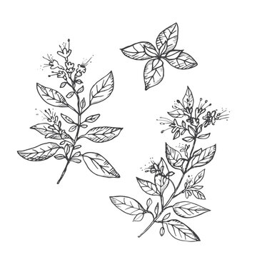 Oregano plant drawing on isolated  background. Hand drawn spicy herb with leaves for cooking, cosmetics, medicinal plant, tea,aroma oil. Vector engraved illustration for label, print, template, logo