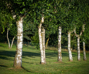 Fototapeta premium Aligned birch trees form a natural masterpiece, evoking tranquility in this captivating scene.