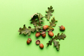 Branch with green oak tree leaves and acorns on colored background, close up top view