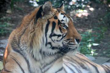 siberian tiger in a zoo in mulhouse in alsace (france)