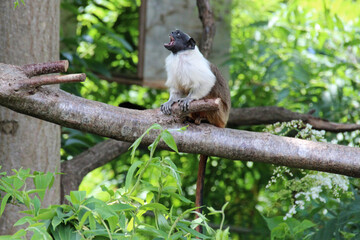 pied tamarin in a zoo in mulhouse in alsace (france)