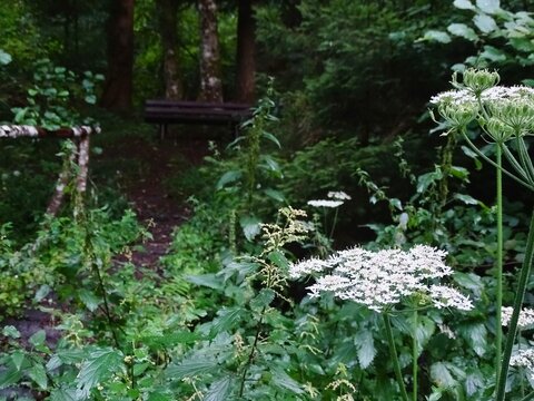A Solitary Summer Serenade: Mystical Bench Amidst Vibrant Flora in an Untouched Wilderness of Green, Heracleum and Chaerophyllum - A Park's Secret