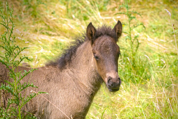 Naklejka na ściany i meble Lovely portrait of a brown Icelandic Horse foal 