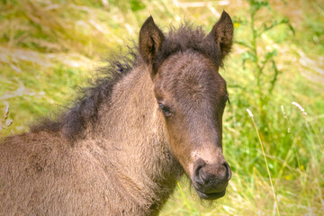 Naklejka na ściany i meble Lovely portrait of a brown Icelandic Horse foal 