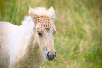 A very cute and awesome bright, white icelandic horse foal in the meadow
