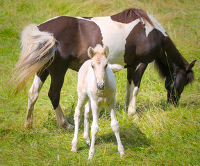 a piebald mare of an Icelandic Horse with it`s lovely white foal in the meadow
