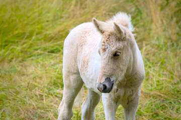 Fototapeta premium A very cute and awesome bright, white icelandic horse foal in the meadow 