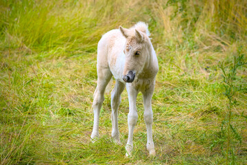 A very cute and awesome bright, white icelandic horse foal in the meadow

