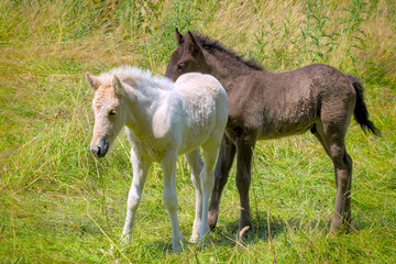 Naklejka na ściany i meble A dark and a white foal of Icelandic horses are playing together in the meadow