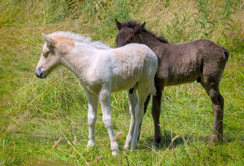 A dark and a white foal of Icelandic horses are playing together in the meadow