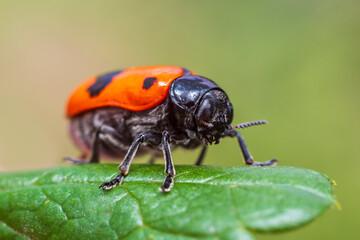 1 red ant sac beetle sits on a leaf and sunbathes