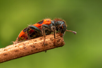 1 red ant sac beetle sits on a leaf and sunbathes