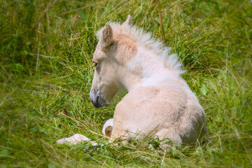 A very cute and awesome bright, white icelandic horse foal in the meadow
