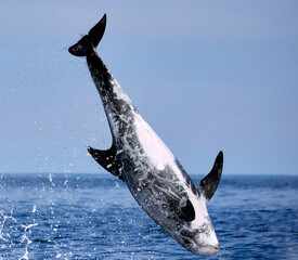 Risso's Dolphin