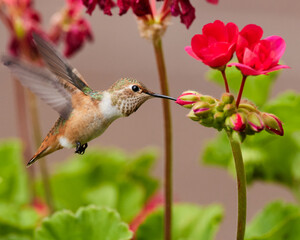 Allen's Hummingbird