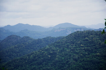 vast forest on the mountain