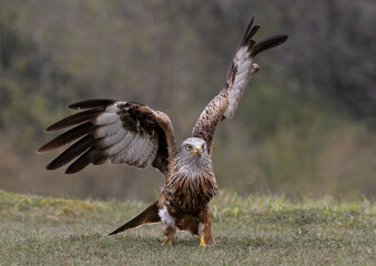 Red Kite Wings