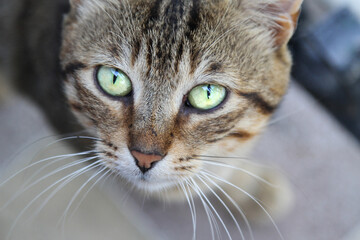 Close up portrait of a cat, a gray stray cat. abandoned homeless cat. pet on the street