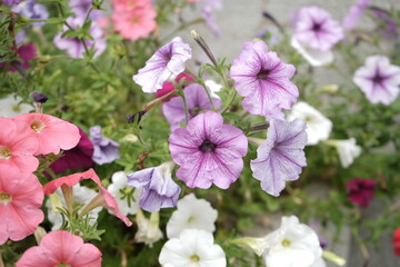 Obraz na płótnie Canvas Colorful Petunia Flower - ペチュニア カラフルな花