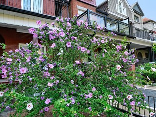 Fototapeta na wymiar Residential street with rose of sharon bush in front garden