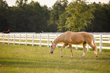 Palomino horse grazing in a pasture with a white fence.  - obrazy, fototapety, plakaty