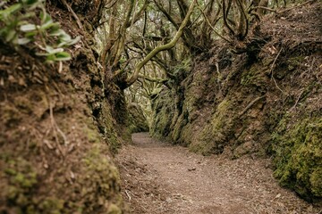 Scenic path through a forest of trees meanders over rocky terrain,La Gomera, Canary Islands, Spain