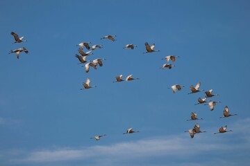 Flock of Sandhill cranes, Grus canadensis flying high in the blue cloudless sky