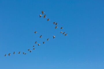 Flock of Sandhill cranes, Grus canadensis flying high in the blue cloudless sky