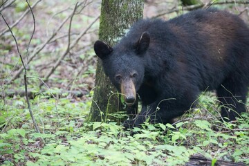 Black bear at Cades Cove in Great Smokey Mountains National Park