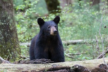Fototapeta na wymiar Black bear at Cades Cove in Great Smokey Mountains National Park