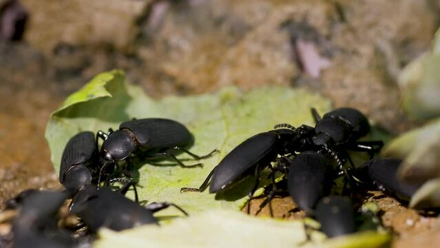 Macro of darkling beetles eating a leaf.