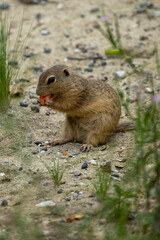 prairie dog eating