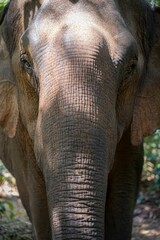 Elephant in the wilderness in Saen Monorom, Cambodia