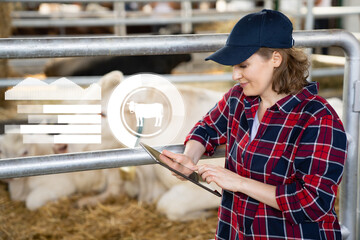 Woman farmer with tablet computer inspects cows at a dairy farm. Herd management