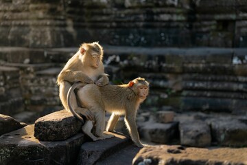 Curious monkeys perched atop a rock in Angkor Wat, Cambodia