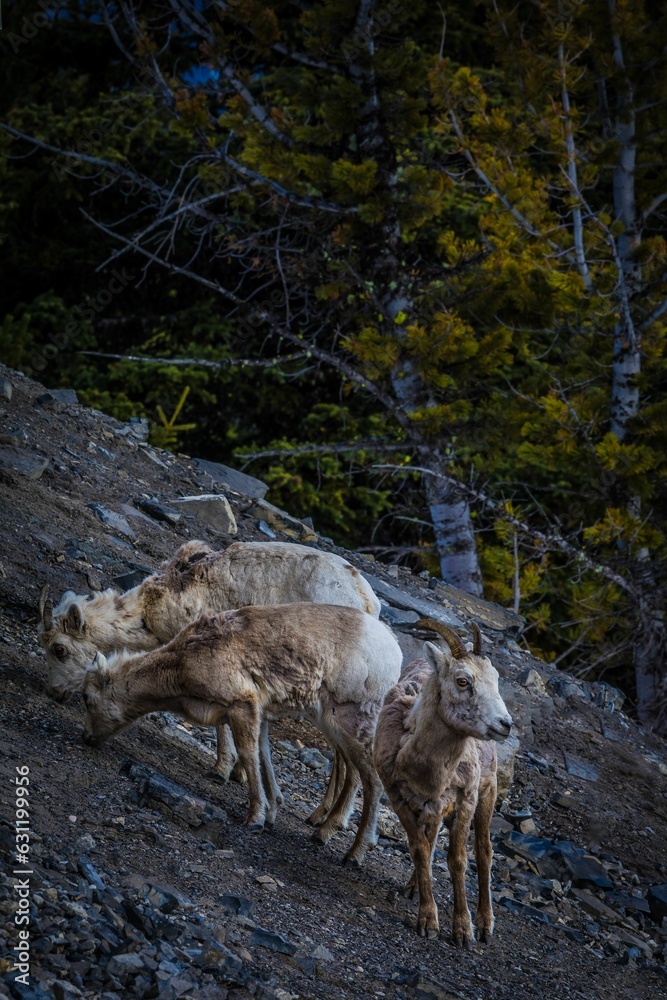 Sticker vertical of goats on a slope of sulphur mountain in banff, alberta, canada