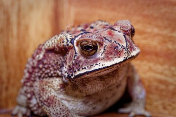 Closeup shot of details on a maroon common toad