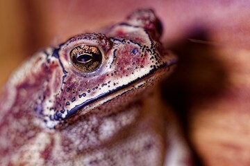 Closeup shot of details on a maroon common toad