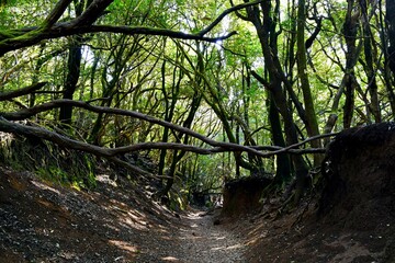 Anaga, parque rural, sendero de los sentidos, Tenerife, Islas Canarias.