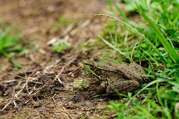 Naklejka premium Close-up view of a small frog perched on the surface of a dirt and grassy terrain